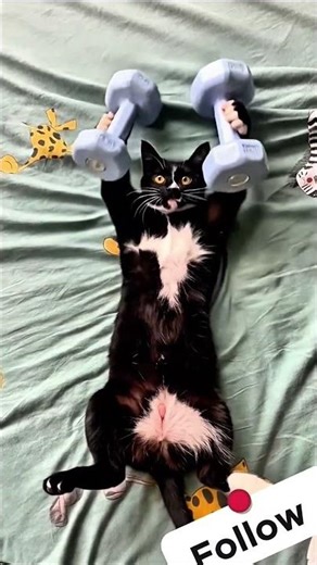 cat doing gym exercisess for build his body