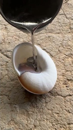 Filling a snail shell #visualart #asmr #restoration