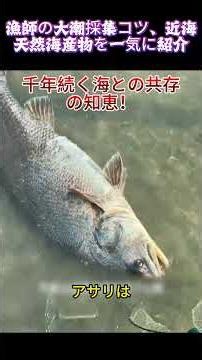 ダイビング不要！漁師の大潮採集コツ、近海天然海産物を一気に紹介#漁師潮干狩り #干潟実写 #伝統浜辺漁 #天然魚介 #海岸民俗 #海洋生態保護