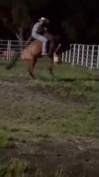 Sam Lee Bucking Bronco Horse