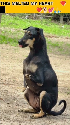 Pregnant Dog Sits Like a Human 🐶❤️ | Cutest Dog Moment Ever! #Shorts#doglove #cute