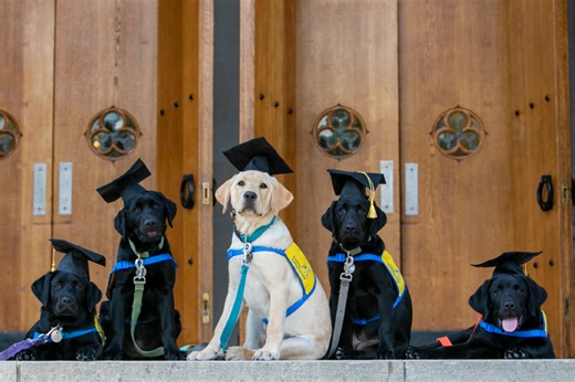 Duke University Studied 101 Puppies to See How Their Minds Developed