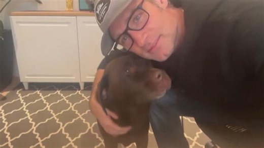 Labrador retriever reunited with owner after being taken in alleged carjacking