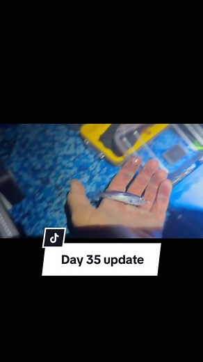 Day 35 update but it’s just 4 minutes of trying to save the flying fish (and 1 mystery fish) from themselves. In other news, 607 miles to go!! 1750 down. You can view a live tracker linked in the bio. Kelsey is rowing to raise funds for the Whale Foundation, an organization whose mission is to support, restore, and celebrate the health and well-being of the Grand Canyon river guiding community. @Concept2 @Recpak