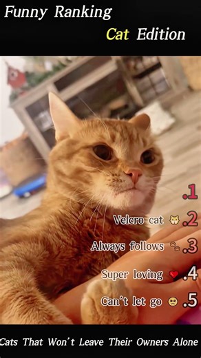 That Won't Leave Tfeir OwnersCatsAlone#funny #comedy#humor #unitedkingdom #anime