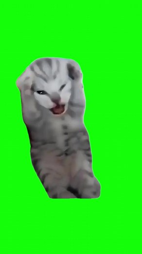 Green Screen Dramatic Cat Memes Compilation