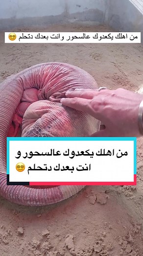 Red Tegu - The Exotic Pet Lover's Guide