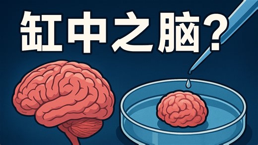 【给你讲Nature】科学家真的造出了缸中之脑？培养皿里的小球，正在挑战人类伦理边界！