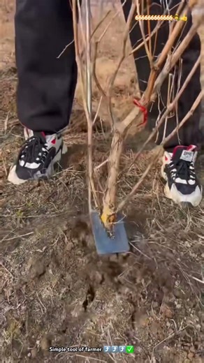 Homemade gardening tool : Removal Tree Simple & Easy