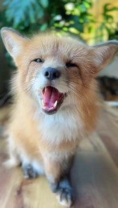 For your chewing pleasure 🔈 | Juniper Fox