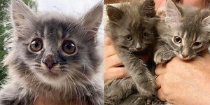 Woman Helps Kitten Cowering on Window Ledge and Goes Back to Find Her Cat Brother