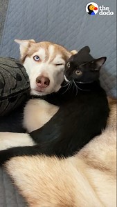 Tiny kitten grows up tackling a giant husky who's 10x his size ❤️ | The Dodo