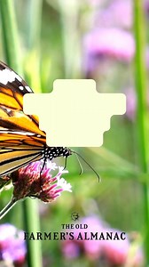 22K views · 293 reactions | Many fruits and vegetables can’t produce a crop without help from pollinating insects such as bees, hoverflies, and butterflies. Are you getting enough of them? How do you persuade these essential bugs into your garden? Here are a few hot tips! | The Old Farmers Almanac | Facebook