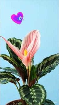 Prayer Flower, Calathea Flower / Characteristics and Care