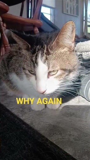 WHY WHY type this https://www.roblox.com/share?code=55a10f9402af7644b8e5789f5a130780&type=Server