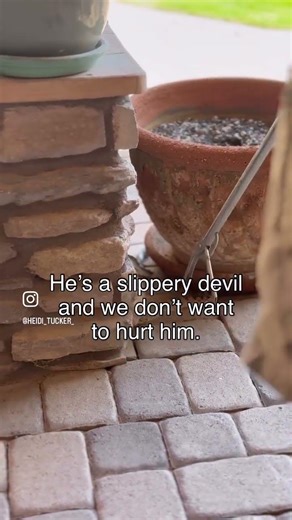 A SNAKE Intruder: AZ Desert Living