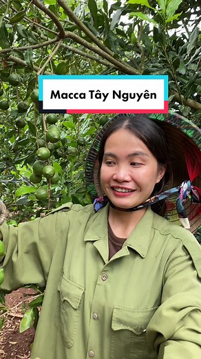 Bật mí những điều thú vị về Macca Tây Nguyên 😊 #Hanabanme #ancungtiktok #tiktokshoptet #tetmanman