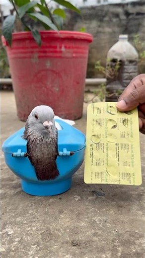 Ensuring Pigeon Health with Homemade Remedies | Pigeon Recovery Tips #BirdMedicine #HealthTips