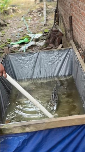 Ikan Toman Monster Ku Punya Anak #toman #tomanmonster #ikantoman #anak #peliharaan #monster