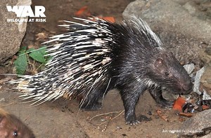 Malayan porcupine - Alchetron, The Free Social Encyclopedia