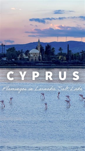 🇨🇾 Flamingos 🦩 in the Larnaca Salt Lake (Alyki) with the Hala Sultan Tekke Mosque in the background. #Cyprus #winter2025_2026 #larnacasaltlake #lovecyprus #chooseyourcyprus | Chooseyourcyprus