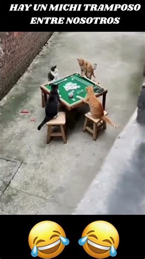 Todo era diversión hasta que uno hizo trampa 😼🤣 #gatos #gracioso #viral #shorts