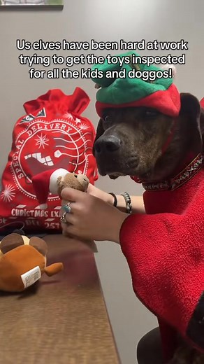 Please continue to be patient while the shelter is closed. These dogs have been very busy preparing for Christmas!!🎄😄 | Anderson County PAWS