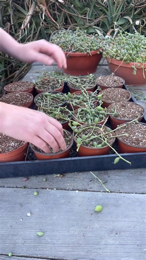Kayla Munson on Instagram: "Propagating my Curio herreanus 🌱"