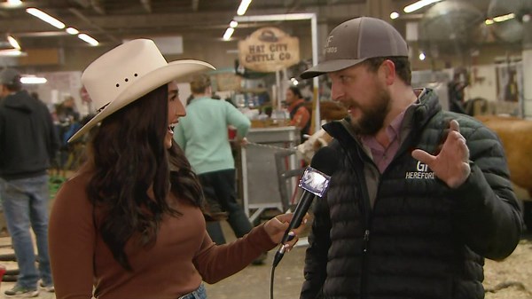 The history behind mini Herefords at the Stock Show