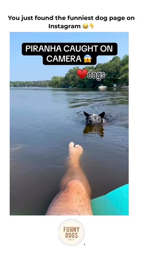 Pups | Dogs | Funny on Instagram: "Which one was your favorite 🤩🐾 Follow @funnydogsonly for daily funny dog videos 😂❤️ . . Follow @funnydogsonly Follow @funnydogsonly . . . DM for credit/removal- No copyright intended! . . . #PuppyLove #DogsOfIG #InstaPuppy #DogMomLife #DogLoversClub #CuteDogsOfInstagram #Dogstagram #PuppyEyes #FurryFriends #DogsAreFamily #PetInfluencer #happydog #dogmom #cutedog #doglovers #puppygram #puppylife #dogsofworld #pupsonadventure #dailywoof #doggoswag #puppysmile 