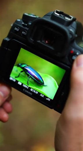 Jewel Beetle Macro Magic #MacroPhotography #JewelBeetle #NatureDiscovery #WildlifeVideo