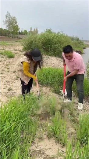 Rural Farmer #countrylife #satisfying #farmlife #agriculture # 101193