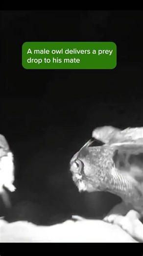 Happy almost-spring! Love is in the air, and the birds are doing what birds do! See you on our live cams🦉💕 #nature #bird | explore.org