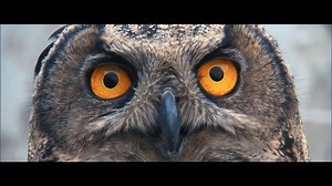 8.7K views · 53 reactions | Zobaczcie więcej dzięki Nowej Dacii Duster z systemem Multiview Camera! Ogłaszamy oficjalnie koniec problemów z parkowaniem! #NowyDuster | Dacia | Facebook