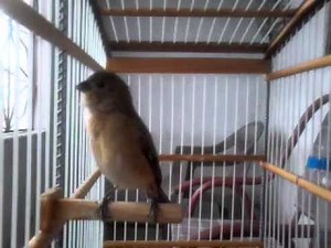 caboclinho dó ré mi