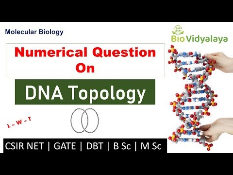 DNA Topology Numerical Question | DNA topology and Linking number