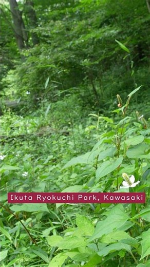 Hidden Nature Gem Near Tokyo(12)🌿Firefly Village, Ikuta Ryokuchi Park