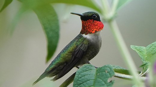 Get your feeders ready, hummingbirds are back in Ohio. See where on this interactive map