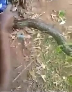 45K views · 116 reactions | Giant python believed to be the mother of the Fugar people of Edo state has just returned home and it was a moment of jubilation to celebrate her return by the indigenes, both young and old people alike.. | MC MAAzi | Facebook