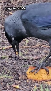 Jackdaw Kawka Coloeus monedula Music 4K Europe #ptakiwmiescie #citybirds #magpielensx