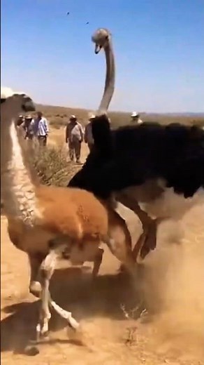 OSTRICH VS LLAMA The Most Unexpected Fight 🦩💥🦙