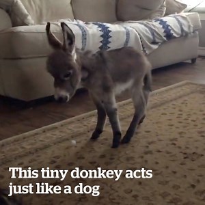 Know someone who would love this minature donkey? 😍 | VT
