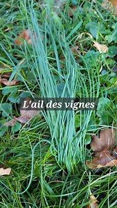 L'ail des vignes ( Allium vineale ) est une plante fabuleuse parfaitement comestible. Elle ressemble à de nombreuses autres plantes de la famille assez difficile à identifier. Ici on a un bulbe à la base, légèrement allongé, une feuille creuse d'un vert avec des reflet bleuté et surtout une forte odeur d'ail qui se dégage de toute la plante. Elle est souvent confondu avec la ciboulette qui ne fait quasiment pas de bulbe et qui a des feuilles bien verte sans reflet bleuté. #plante #plantesauvage 