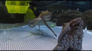 Why the ideal number of arms isn’t what most people think