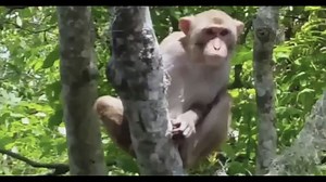 Roaming Florida monkeys excrete virus that can kill you, study finds