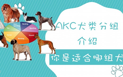 AKC犬类分组介绍，看看你适合哪个组别的犬种