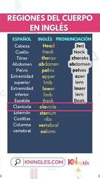 Cómo pronunciar: Body regions "regiones del cuerpo" en inglés Americano con ejemplos