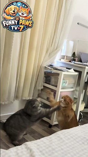 cat fighting#catvideos #funnyanimals #funnycat #viral #animalshorts #viral #shorts #trending