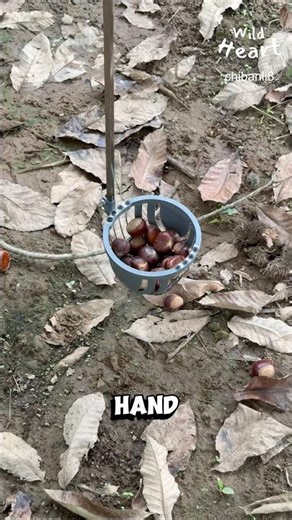 What Happens in Chestnut Orchards