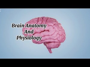 brain anatomy and physiology